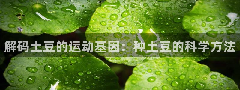 星速体育app：解码土豆的运动基因：种土豆的科学方法
